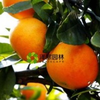 澤熙正品供應(yīng)愛媛28號(hào)紅美人桔苗果苗嫁接果樹果苗批發(fā)