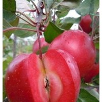 山西紅肉蘋果苗
