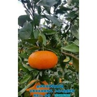 由良柑橘種苗批發(fā)|金華由良柑橘種苗|崗峰農(nóng)場聲名遠(yuǎn)揚(yáng)