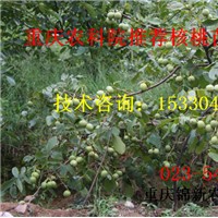 萬州香玲核桃苗基地 萬州香玲核桃苗價(jià)格 萬州香玲核桃苗供應(yīng)