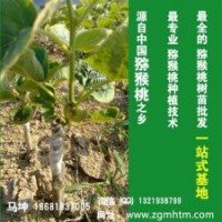 獼猴桃苗價(jià)格|獼猴桃苗|坤威獼猴桃苗(查看)
