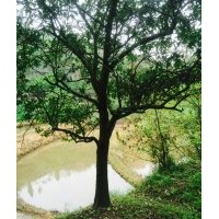 出售各種規(guī)格臍橙、蜜柚、蜜桔