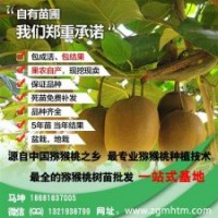 獼猴桃苗、坤威獼猴桃苗、獼猴桃苗采購