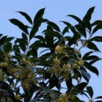 天津桂花苗木,莎莎園藝,桂花苗木報價