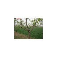 供4公分 5公分山楂樹