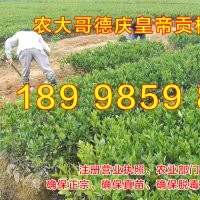 德慶貢柑苗