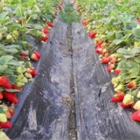 果園出售四季紅樹莓苗、草莓苗、紅顏草莓苗、99草莓