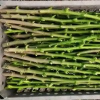 哪里有銷售核桃樹接穗的？