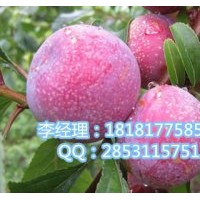 遂寧秋姬李，遂寧嫁接秋姬李，遂寧秋姬李基地