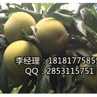 遂寧蜂糖李，遂寧嫁接蜂糖李，遂寧蜂糖李基地