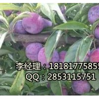 內(nèi)江秋姬李，內(nèi)江嫁接秋姬李，內(nèi)江秋姬李基地