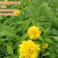 棣棠花期,棣棠,瀅涵苗木中心(多圖)