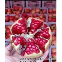 石榴,富民林果,河陰石榴
