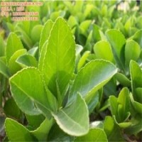 毛冬青價(jià)格、冬青、瀅涵苗木中心(查看)