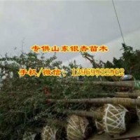 17公分銀杏樹(shù)價(jià)格、銀杏樹(shù)價(jià)格、通園銀杏(圖)