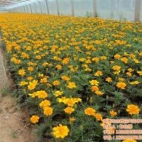 草花基地、福建草花、合勝花卉(多圖)