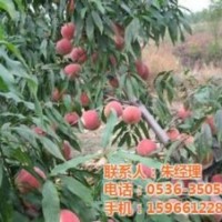 黃桃苗,桃苗,華益苗木(圖)