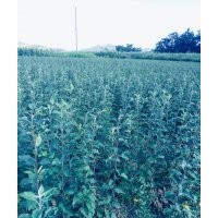 出售甘肅天水正宗嫁接優(yōu)質(zhì)花牛蘋(píng)果樹(shù)苗 富士蘋(píng)果樹(shù)苗