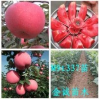 柱狀蘋果苗，紅肉蘋果苗，黑蘋果苗，蘋果苗盆景