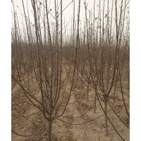 蘋果樹苗