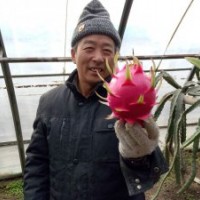 北方馴化紅心火龍果苗出售，適宜暖棚種植！