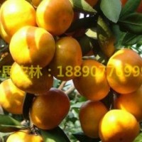 湖南千思果樹(shù)柑橘新品種推廣基地 供早熟高糖由良蜜桔苗