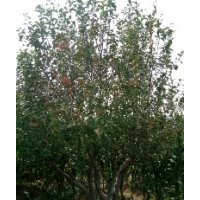 八棱海棠價(jià)格 八棱海棠樹(shù)秋季移植成活率怎么樣？