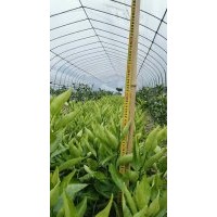 桔苗品種（明日見，阿思蜜）