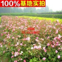 盆栽月季苗 藤本月季苗 豐花月季