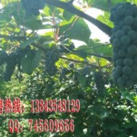 北紅葡萄苗 北玫葡萄苗 北紅北玫葡萄苗 北玫北紅葡萄苗
