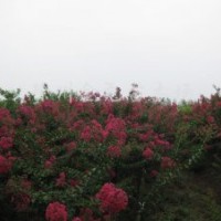 供應(yīng)2-4CM玫瑰紅紫薇