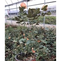 藤本月季花苗的批發(fā)價格