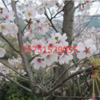 江蘇日本晚早櫻大量供應(yīng) 低價批發(fā)