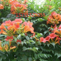 凌霄花供應(yīng)