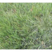 供應(yīng)百慕大混播黑麥草草坪