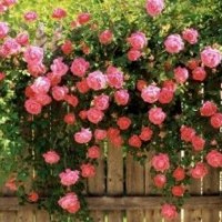 薔薇