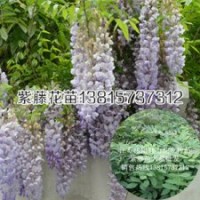 紫藤苗木價(jià)格民間長(zhǎng)壽樹(shù)種紫藤花苗批發(fā)