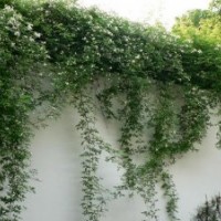 供應(yīng)香花植物-木香，木香苗，白色花木香，木香藤，木香花