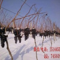 集安冰葡萄苗 北冰紅葡萄苗 生財有道吉林集安冰雪葡萄
