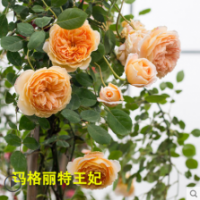 瑪格麗特王妃