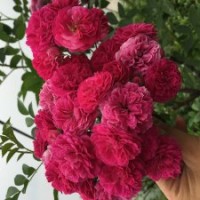 紅花薔薇