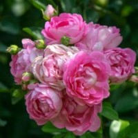 大量供應月季花苗米娜