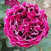 大量供應多花薔薇紫袍玉帶