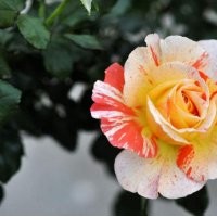 南陽月季苗花數(shù)批發(fā)采購供應(yīng)需要的來