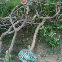 凌霄花.