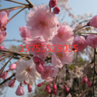 江蘇大量供應(yīng)大葉早櫻 低價批發(fā)