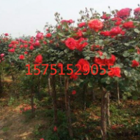 江蘇哪里有玫瑰樹基地 玫瑰樹規(guī)格