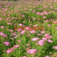 哪里繡線菊便宜 ？繡線菊產(chǎn)地是哪里？江蘇供應(yīng)繡線菊