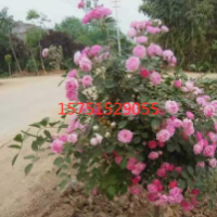 江蘇低價供應(yīng)粉團薔薇 苗圃直銷
