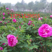 哪里有玫瑰花低價(jià)供應(yīng)